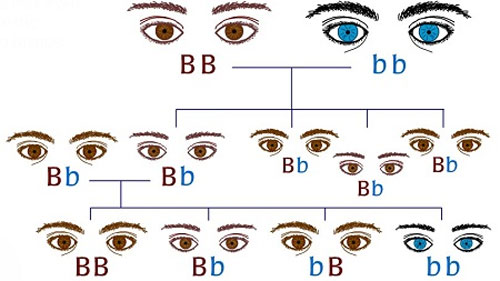 Thế nào là mắt đẹp? Đôi mắt biếc là gì trong y học?