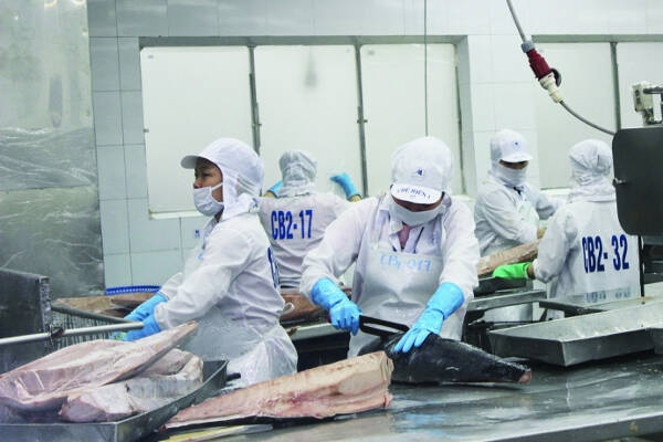 Chân dung Hải Vương Group - doanh nghiệp xuất khẩu cá ngừ lớn nhất Việt Nam, doanh thu vượt Sao Ta
