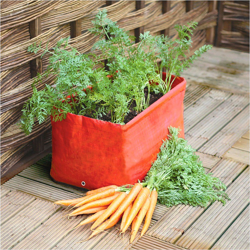 Bỏ túi những loại rau củ quả có thể trồng trong chậu tại nhà