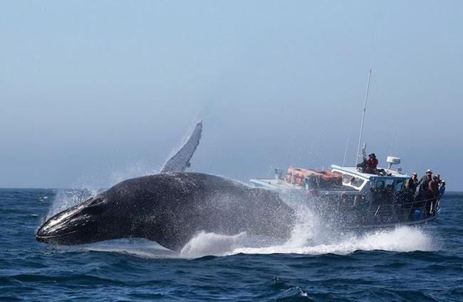Mơ thấy cá voi: Giải mã hiện tượng và con số liên quan 2023