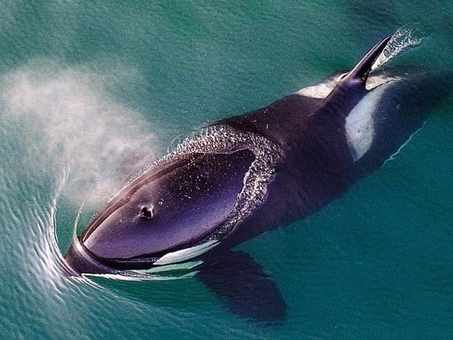 Mơ thấy cá voi: Giải mã hiện tượng và con số liên quan 2023