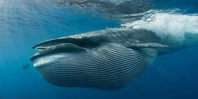 Nằm mơ thấy cá voi: Hiện tượng được giải mã và những con số liên quan 2023