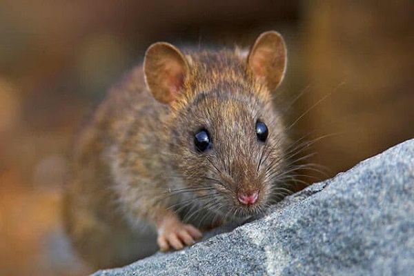 Rất Hay: Con chuột là số mấy ? Mơ thấy chuột đánh con gì ?