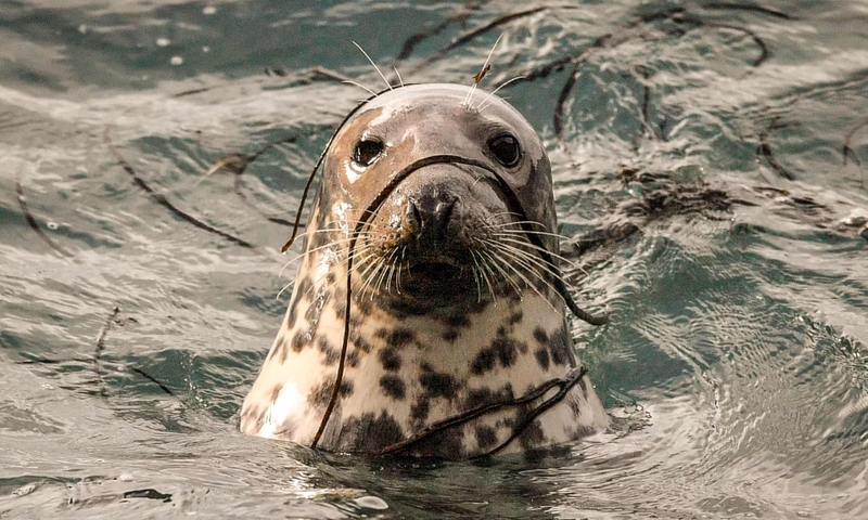 Rong biển bám quanh người hải cẩu lọt top ảnh động vật đẹp | Báo Gia Lai điện tử